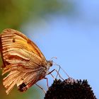 Kleines Ochsenauge (Hyponephele lycaon) am Sonnenhut