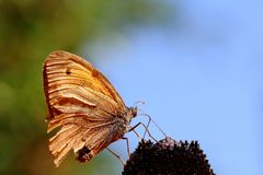 Kleines Ochsenauge (Hyponephele lycaon) am Sonnenhut