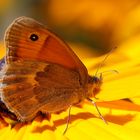 Kleines Ochsenauge (Hyponephele lycaon) auf Sommerhut