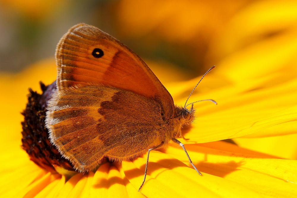 Kleines Ochsenauge (Hyponephele lycaon) auf Sommerhut