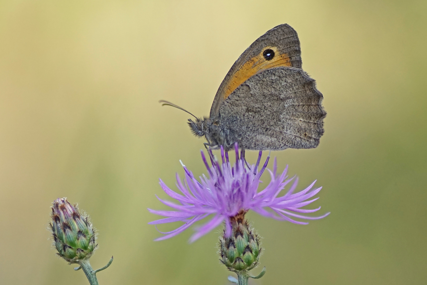 Kleines Ochsenauge (Hyponephele lycaon), Männchen