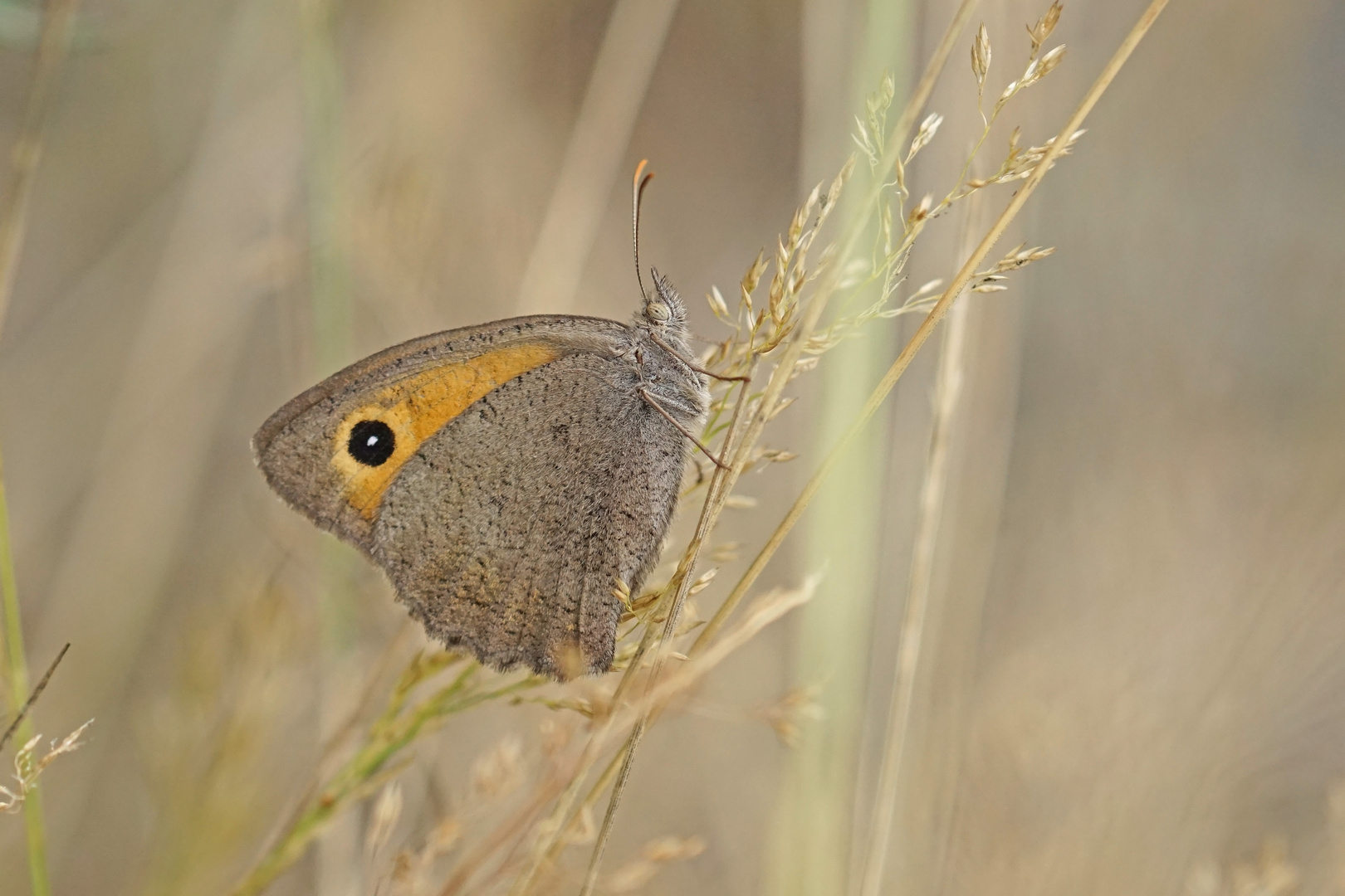 Kleines Ochsenauge (Hyponephele lycaon), Weibchen