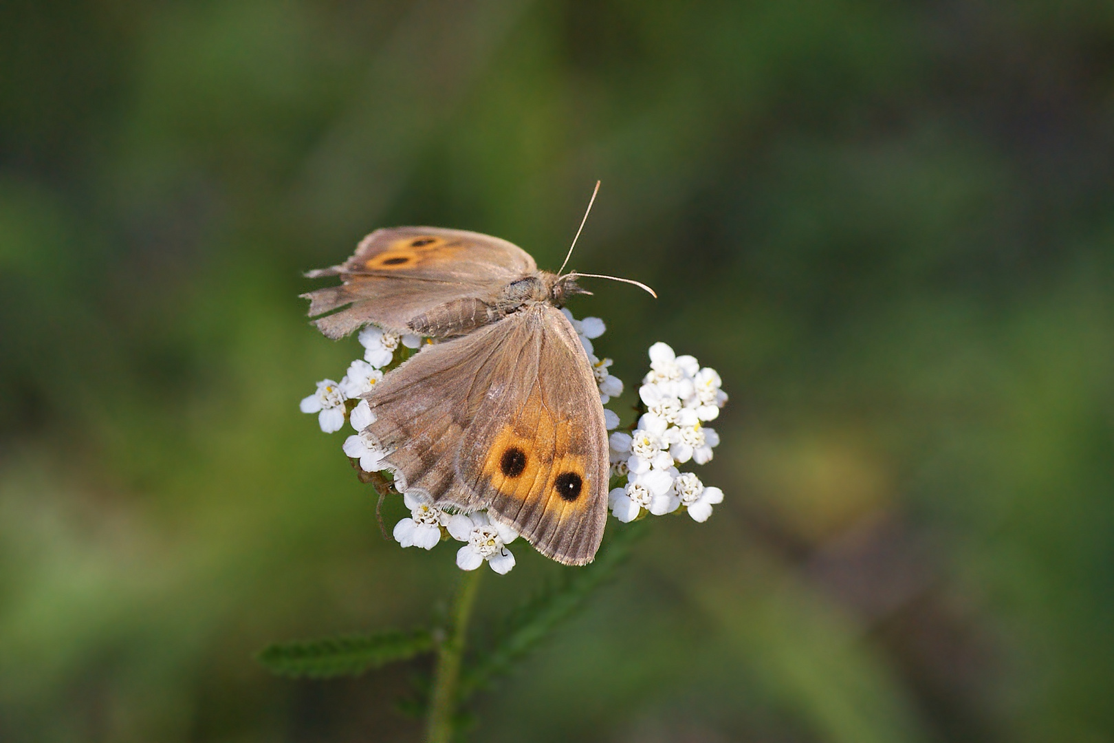 Kleines Ochsenauge (Maniola lycaon), Weibchen