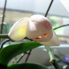 kleines " orchideenmonster" :)