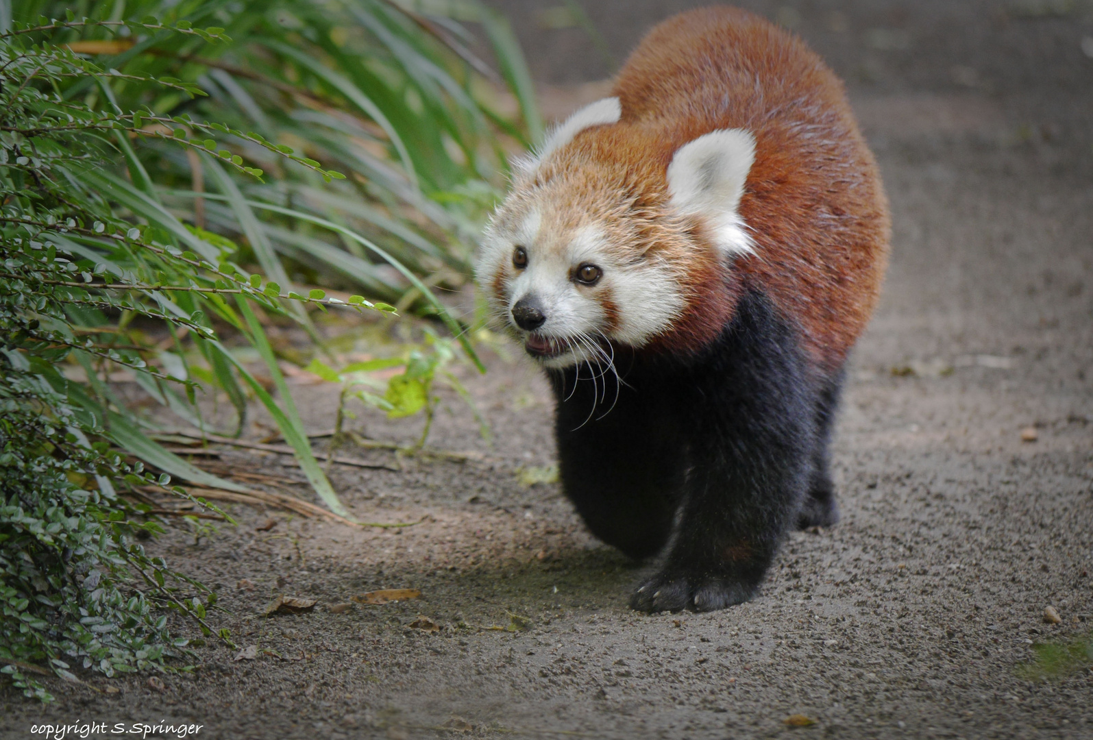 kleines Pandamädchen in Duisburg....