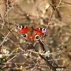 Kleines Pfauenauge an zarten Obstbaumblüten