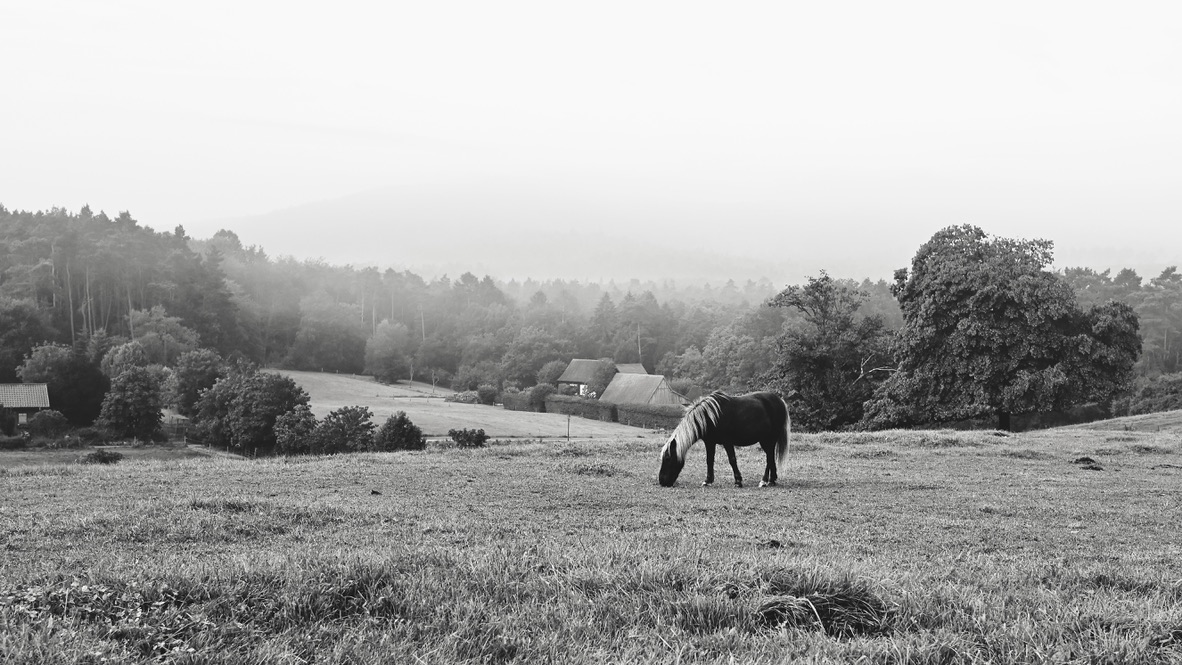 kleines pferd