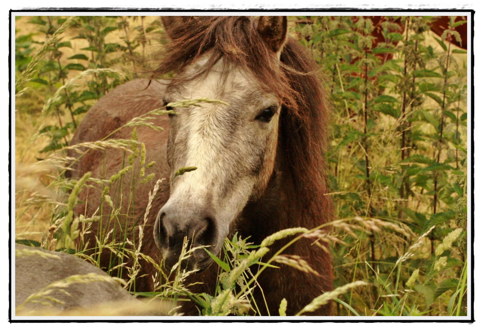 Kleines Pferd