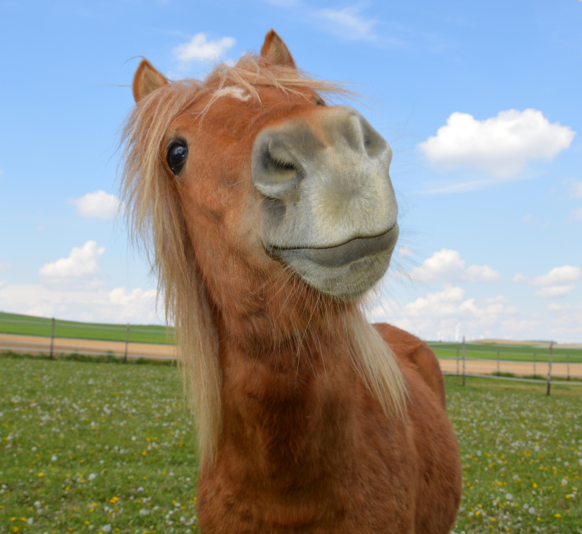 Kleines Pferd ganz groß !