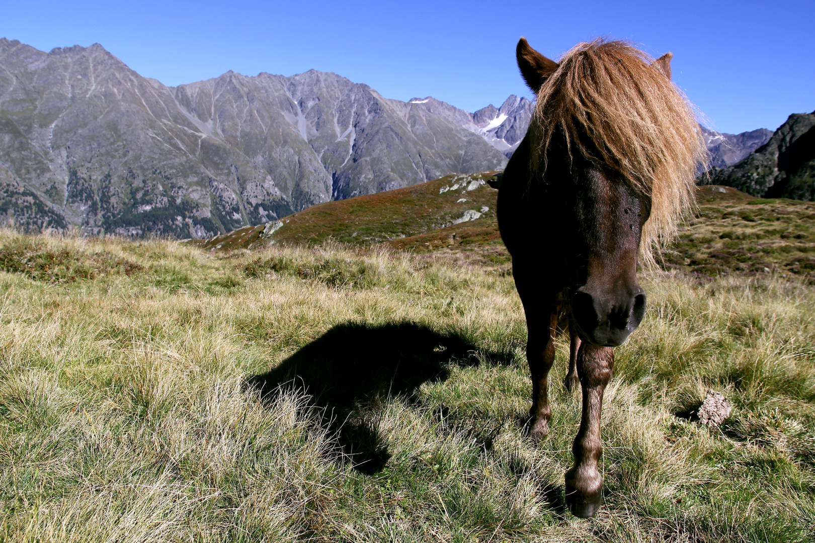 Kleines Pferd ganz weit oben