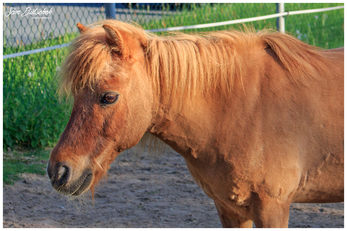 Kleines Pony