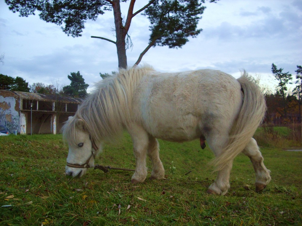 kleines Pony