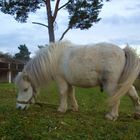 kleines Pony