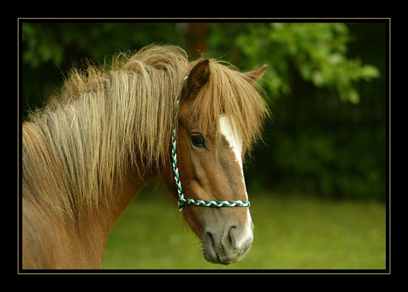 kleines Pony