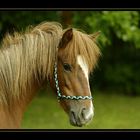 kleines Pony