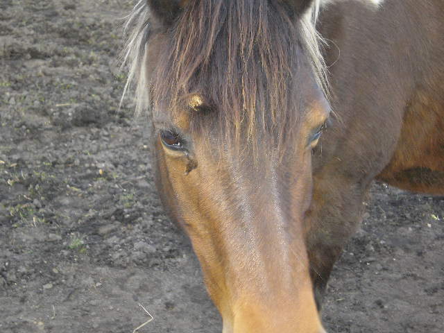 Kleines Pony