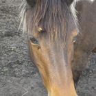 Kleines Pony