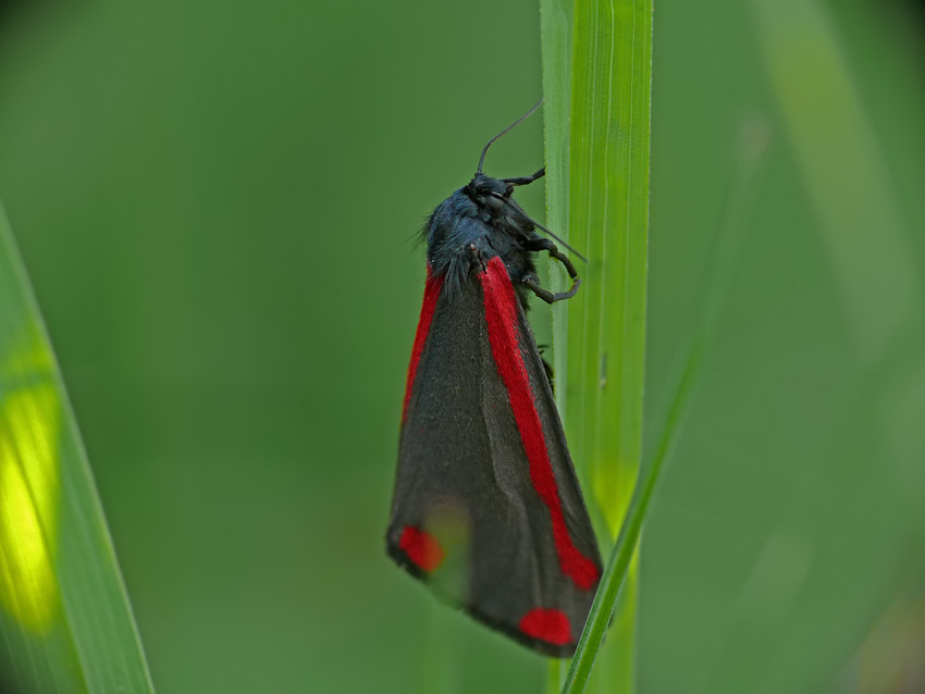 Kleines Portrait des Blutbären (Tyria jacobaea)I