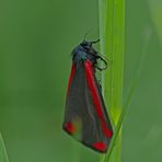 Kleines Portrait des Blutbären (Tyria jacobaea)I