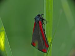 Kleines Portrait des Blutbären (Tyria jacobaea)I