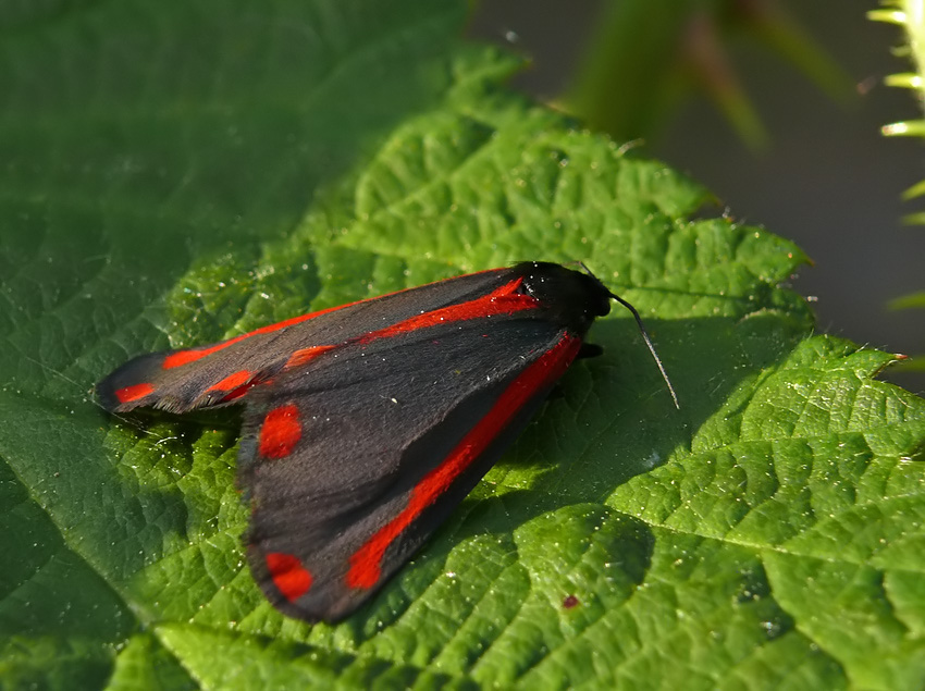 Kleines Portrait des Blutbären (Tyria jacobaea)II