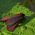 Kleines Portrait des Blutbären (Tyria jacobaea)II