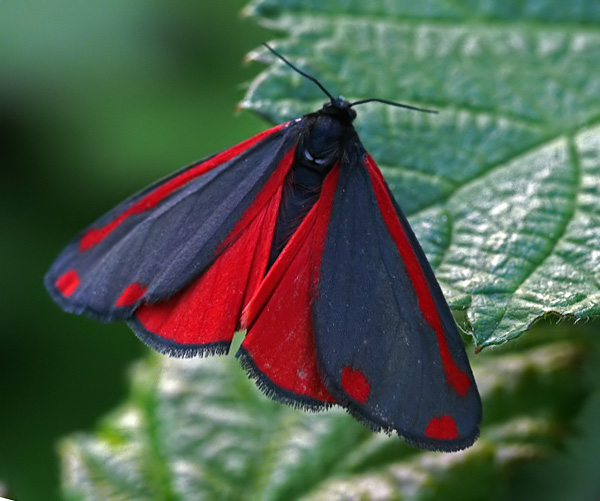 Kleines Portrait des Blutbären (Tyria jacobaea)III