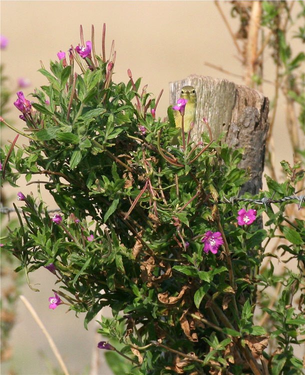 Kleines Rätsel mit großem Blumenstrauß