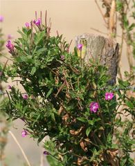 Kleines Rätsel mit großem Blumenstrauß