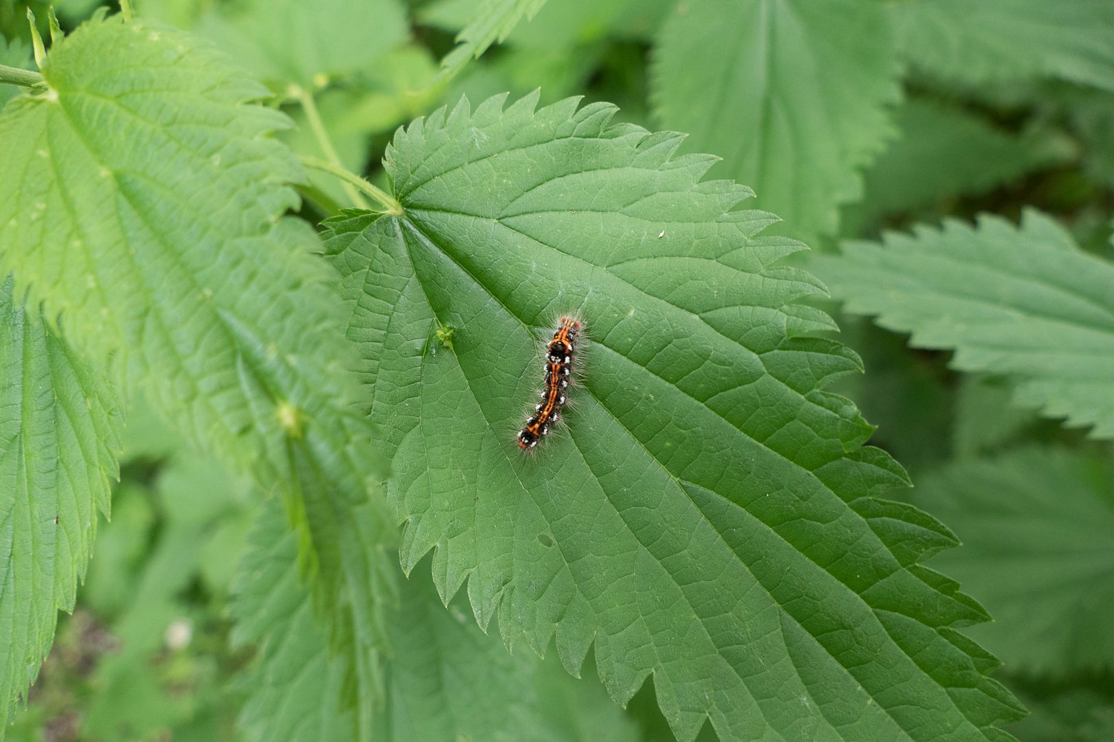 Kleines Räupchen auf der Wanderschaft im Schlosspark Marchegg