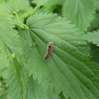 Kleines Räupchen auf der Wanderschaft im Schlosspark Marchegg