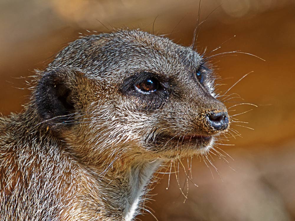 KLEINES RAUBTIER Foto & Bild tiere, zoo, wildpark & falknerei, natur