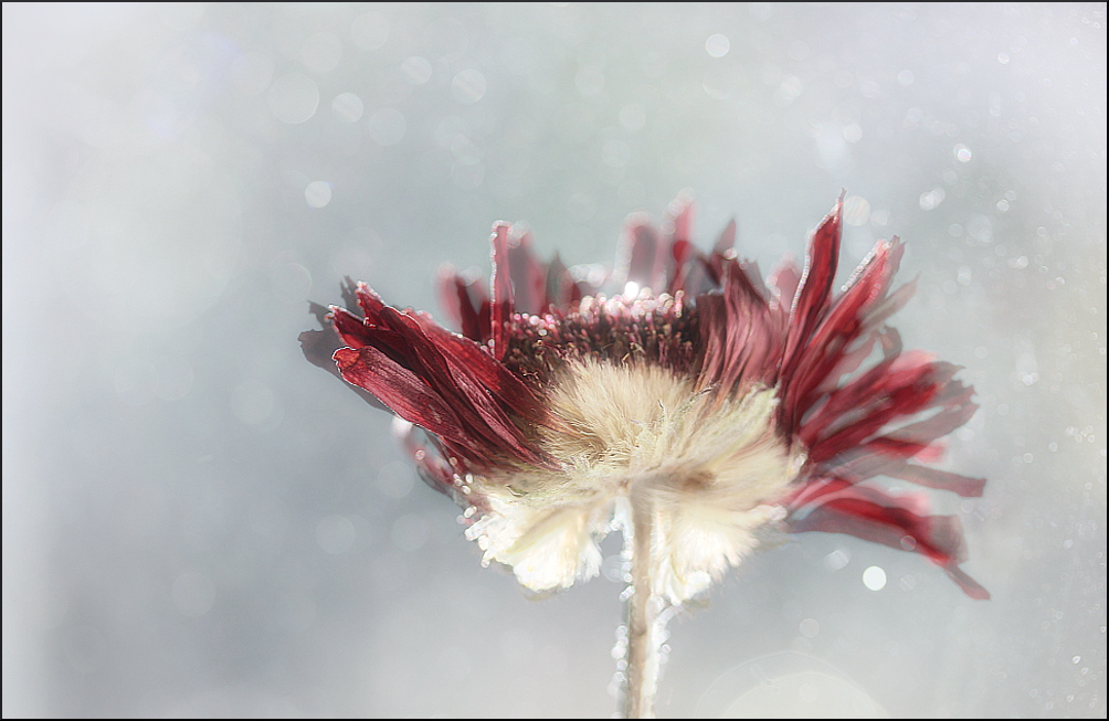 kleines rotes Blümchen