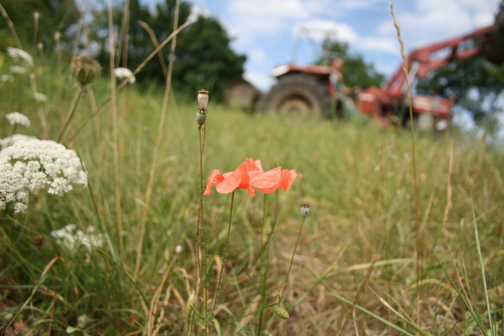 kleines rotes Blümchen