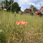 kleines rotes Blümchen