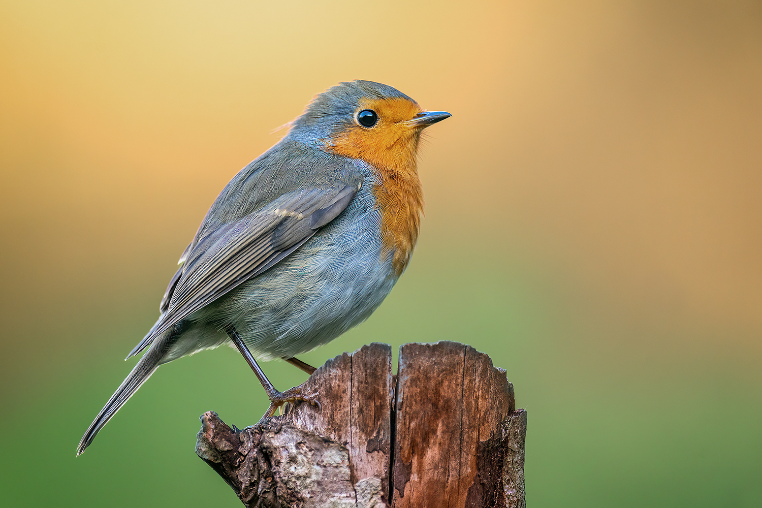 Kleines Rotkehlchen Foto & Bild tiere, wildlife, wild lebende vögel