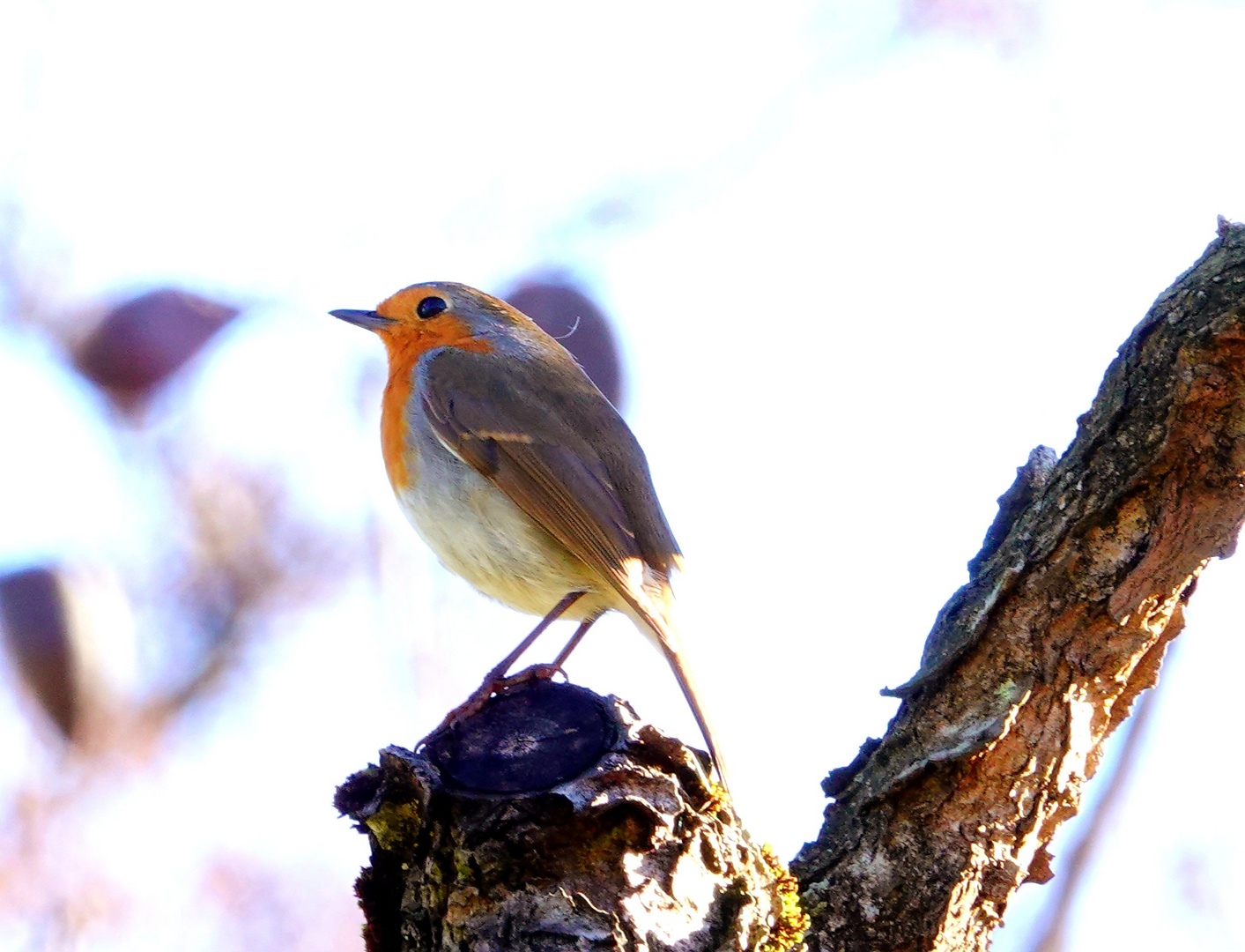 Kleines Rotkehlchen in der Frühlingssonne 