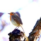 Kleines Rotkehlchen in der Frühlingssonne 