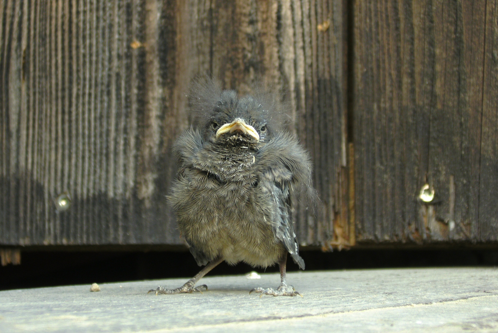 Kleines Rotschwänzchen