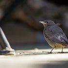 kleines Rotschwänzchen nach den ersten Flugversuchen