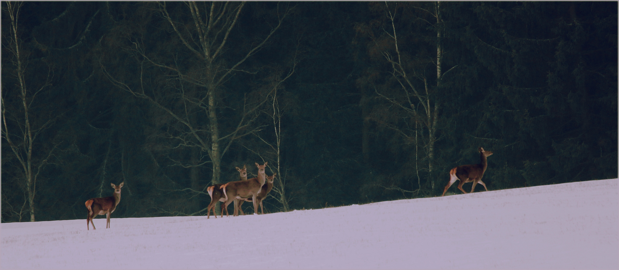 Kleines Rudel Rothirsche -Tschechien (Altvater Gebirge)