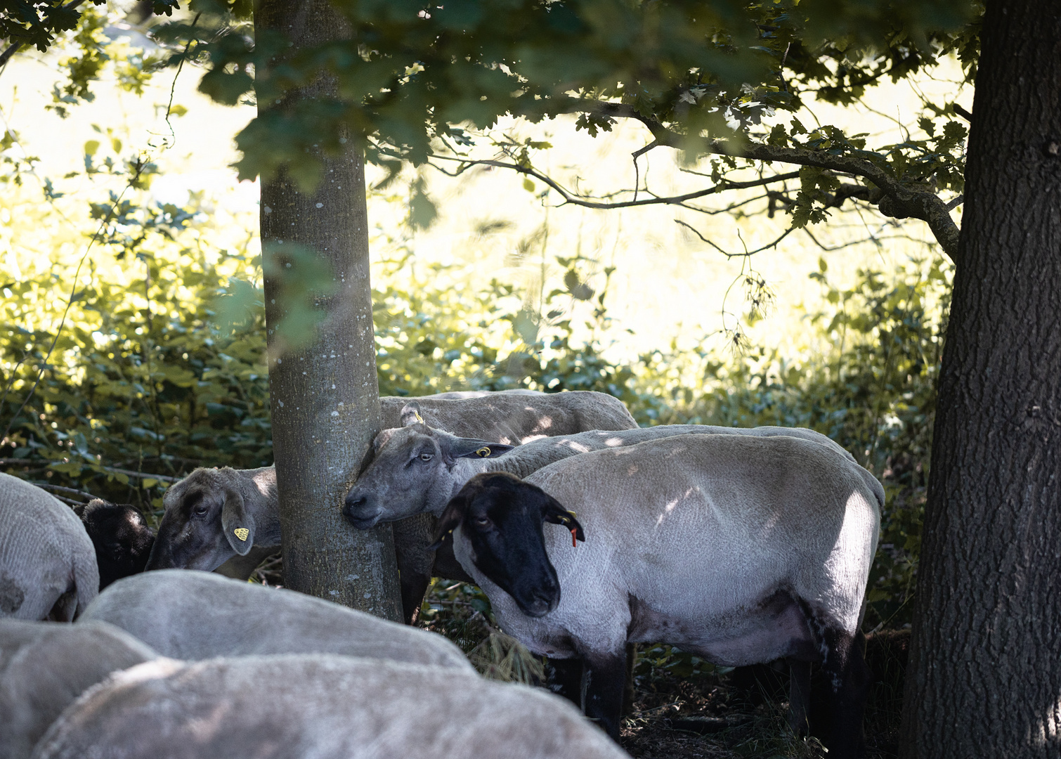 Kleines Schaaf im Wald 2