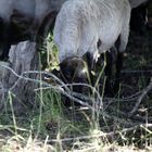 Kleines Schaaf im Wald