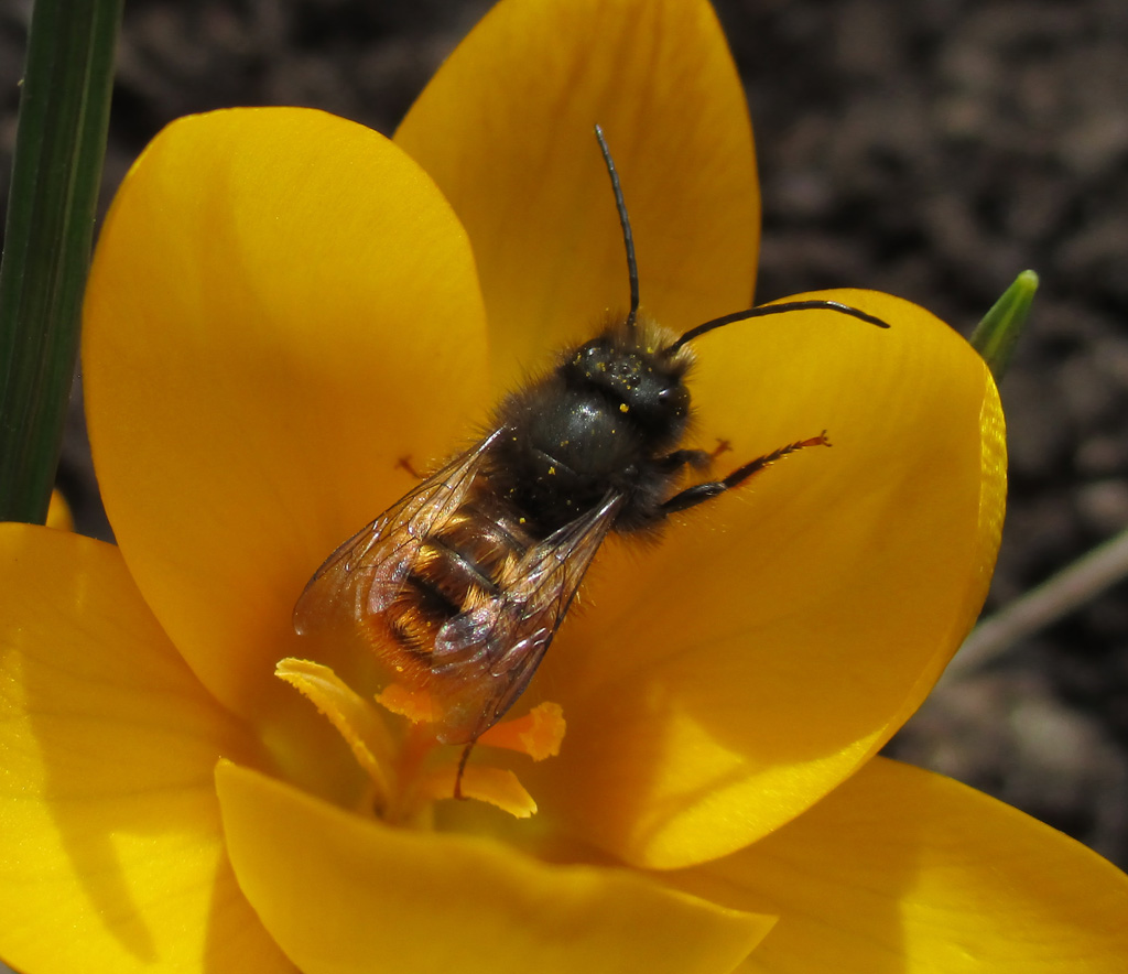  kleines Schätzchen nascht am Krokus 