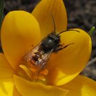  kleines Schätzchen nascht am Krokus 