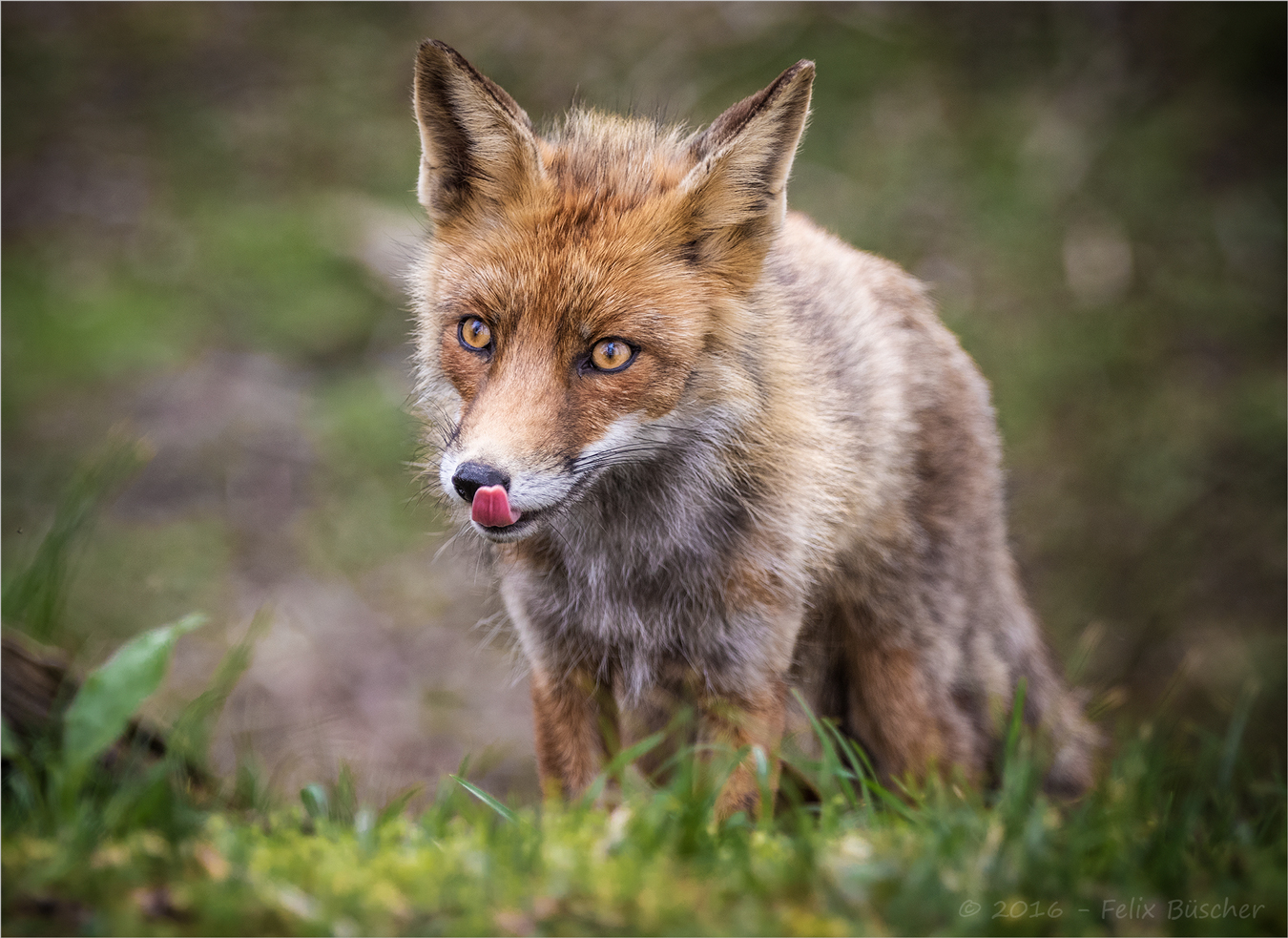 Kleines Schleckermaul Foto &amp; Bild | raubtiere, natur, tiere Bilder auf ...