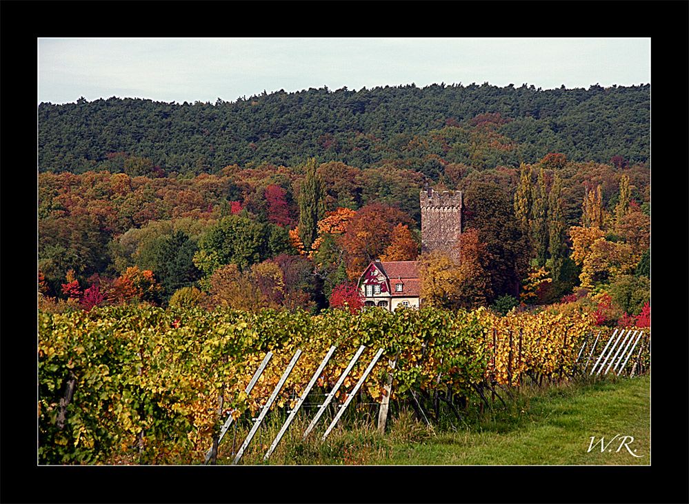 Kleines Schloss in den Weinbergen im Elsass bei Wissembourg