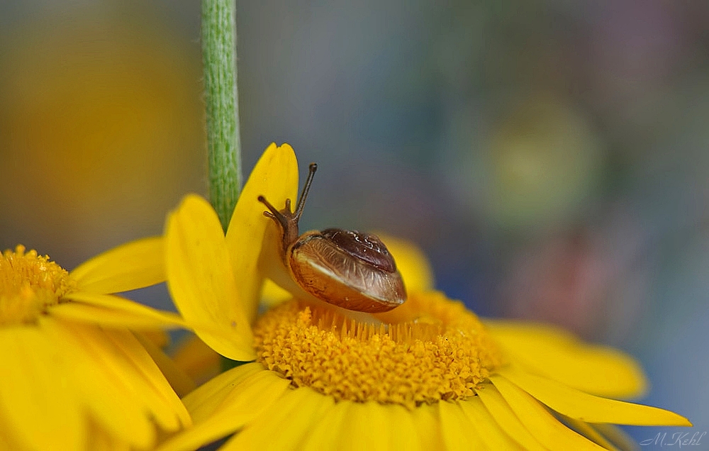 Kleines Schnecklein 