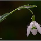 Kleines Schneeglöckchen (Galanthus nivalis).....