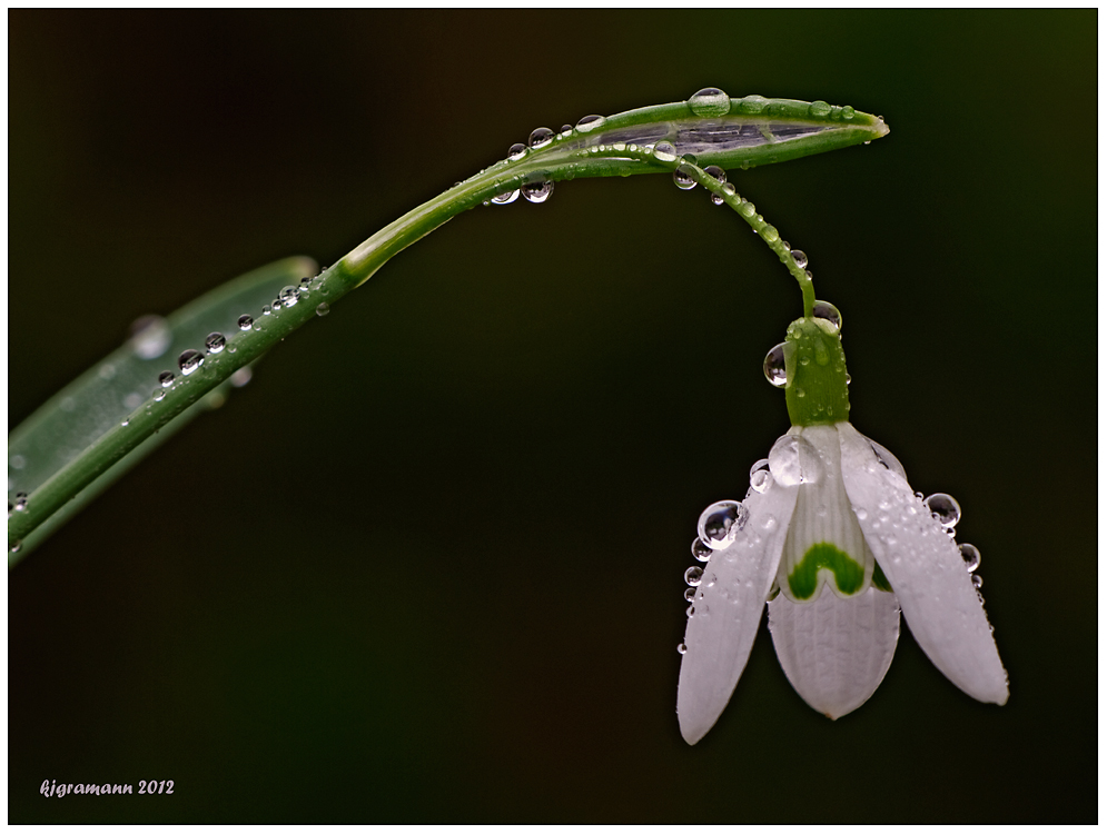 Kleines Schneeglöckchen (Galanthus nivalis).....